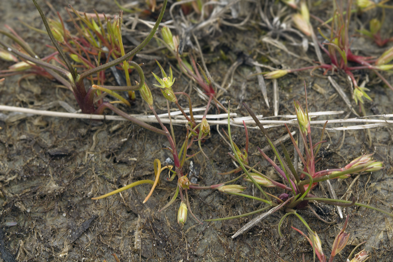 Image of Juncus ambiguus specimen.