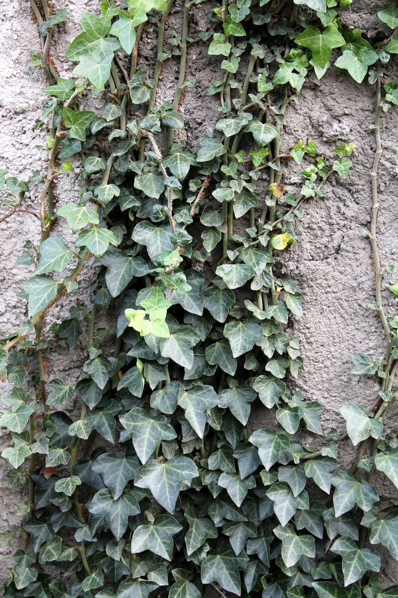 Image of Hedera helix specimen.