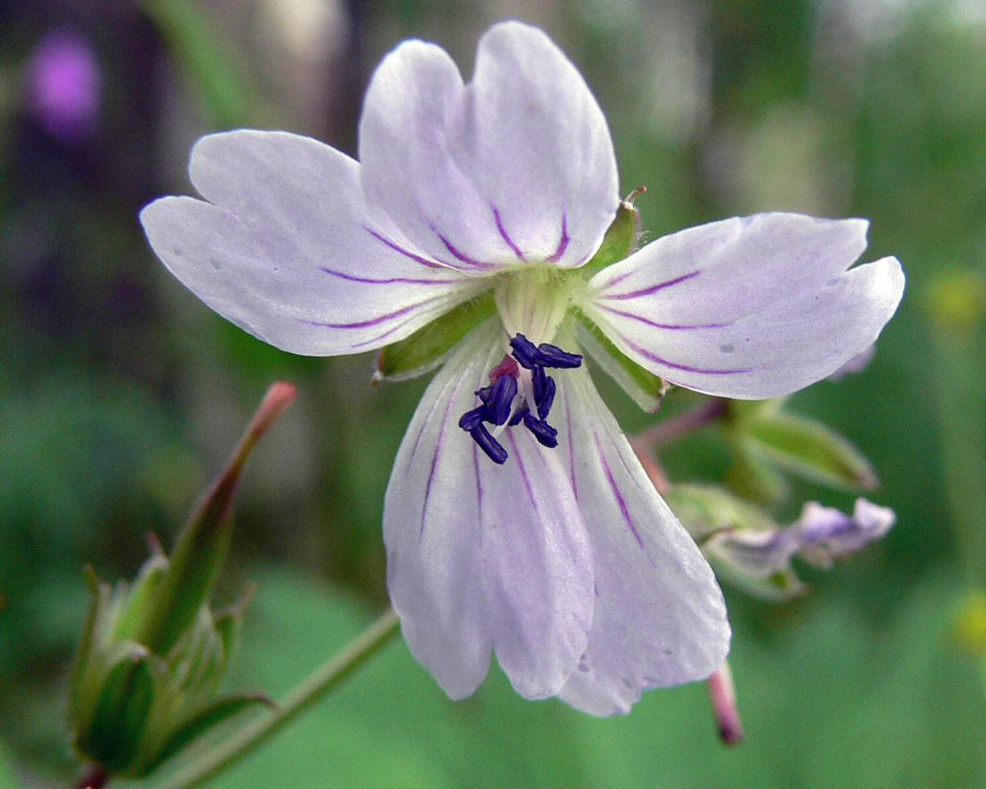 Image of Geranium krylovii specimen.