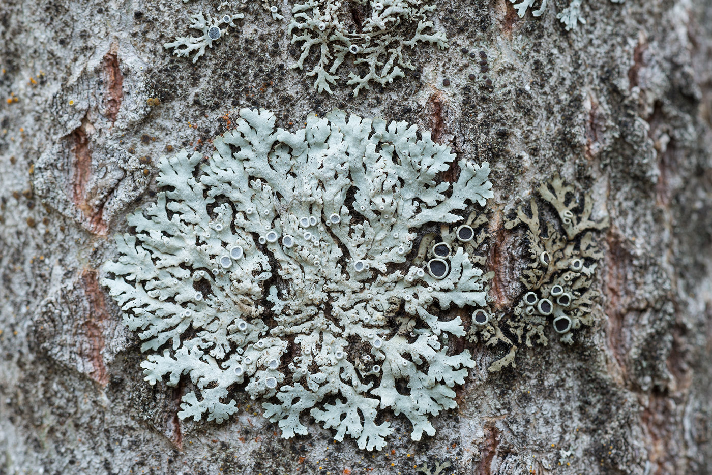 Image of Physcia aipolia specimen.