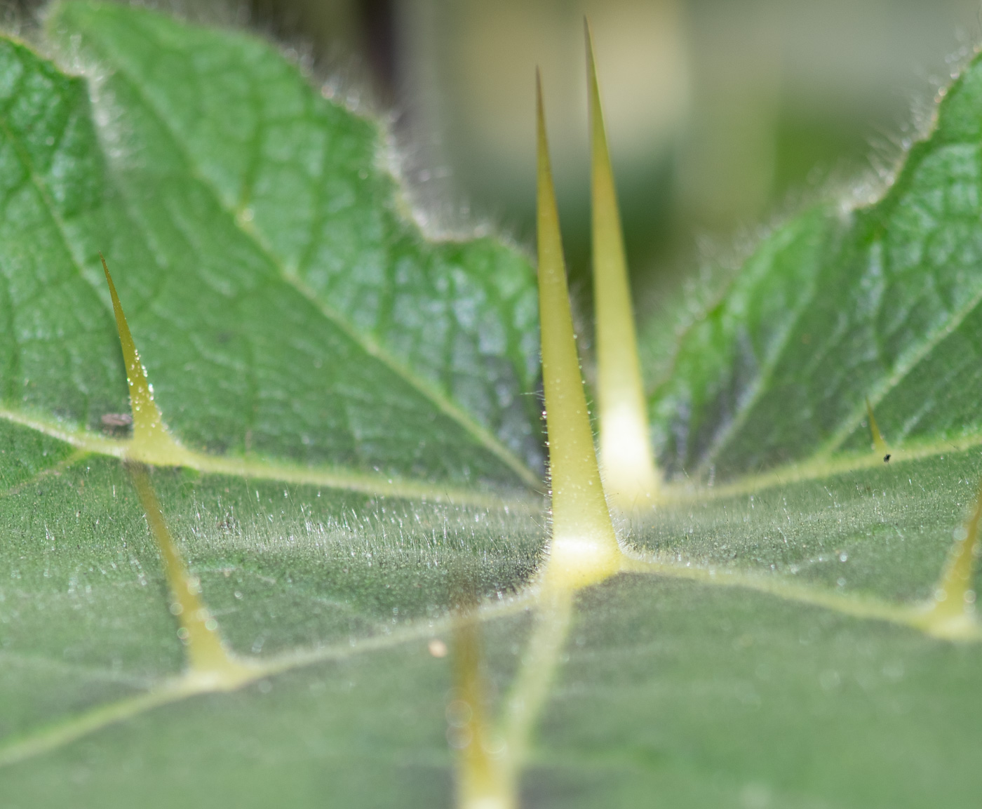 Изображение особи Solanum mammosum.