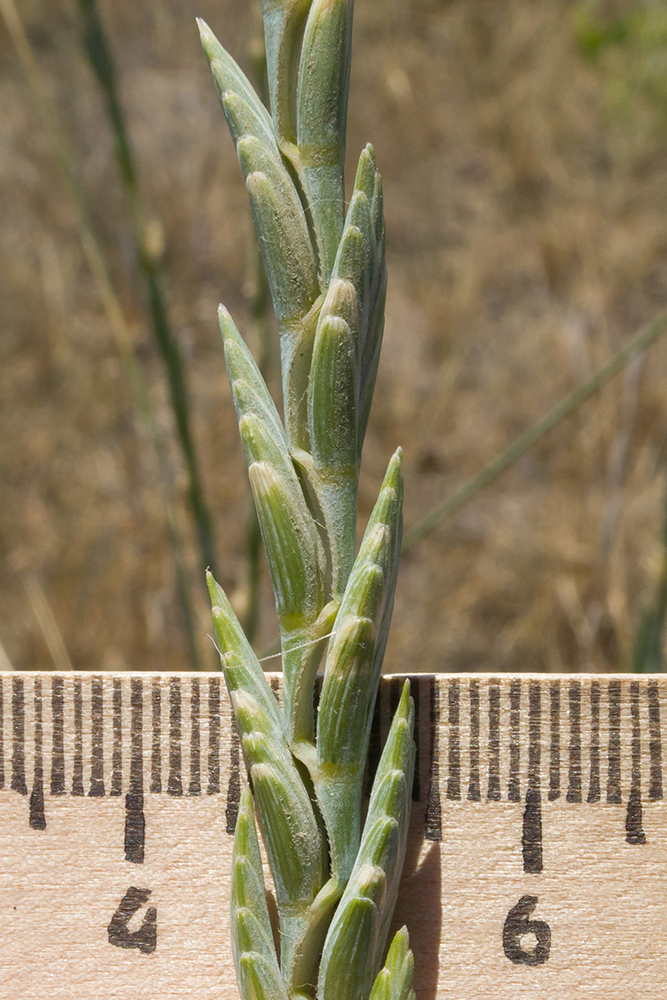 Image of Elytrigia obtusiflora specimen.