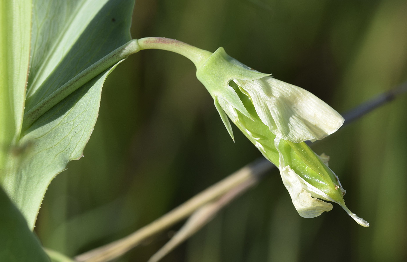 Изображение особи Lathyrus ochrus.