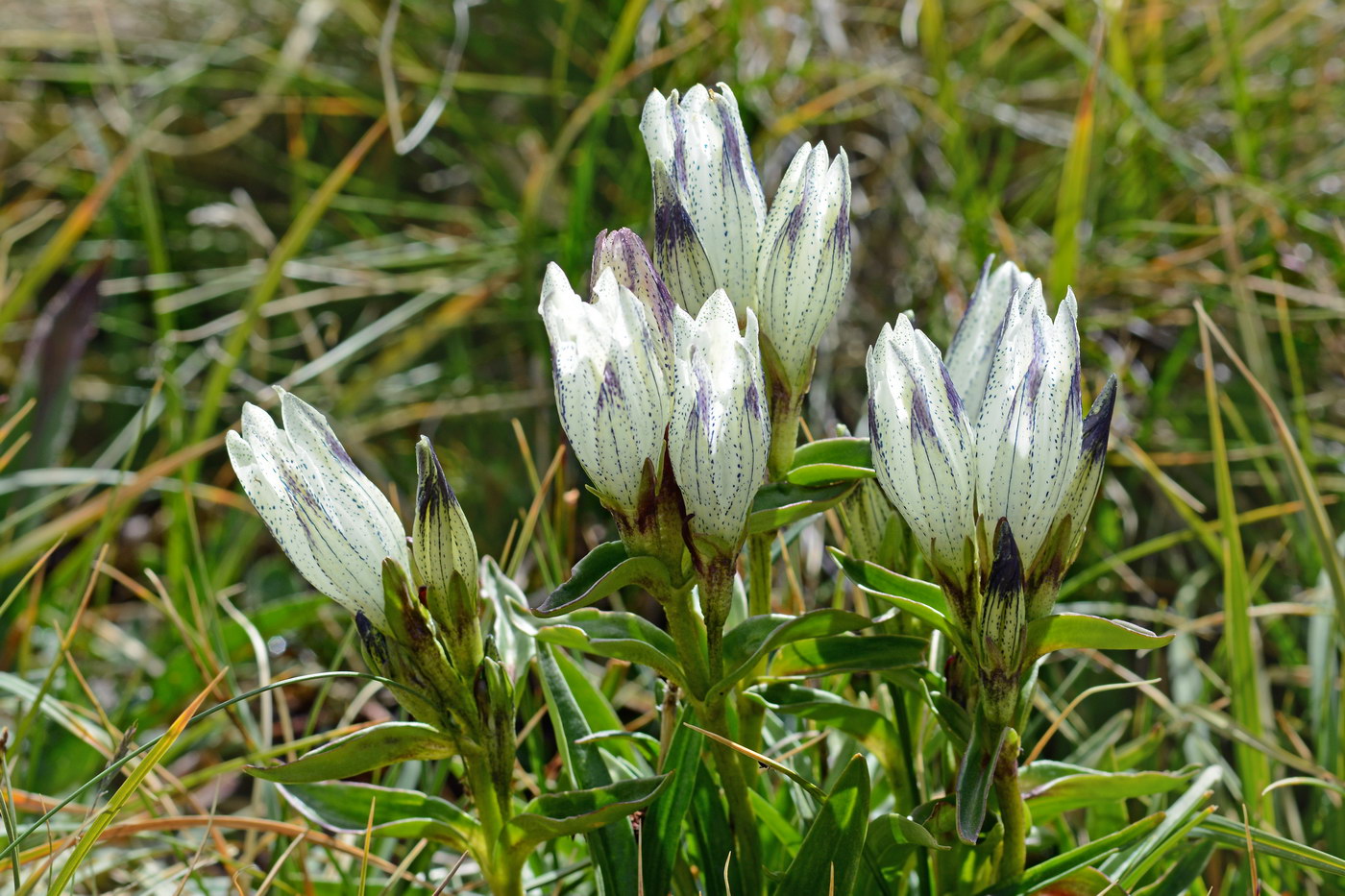 (Gentiana Algida). Сравнить с устройством