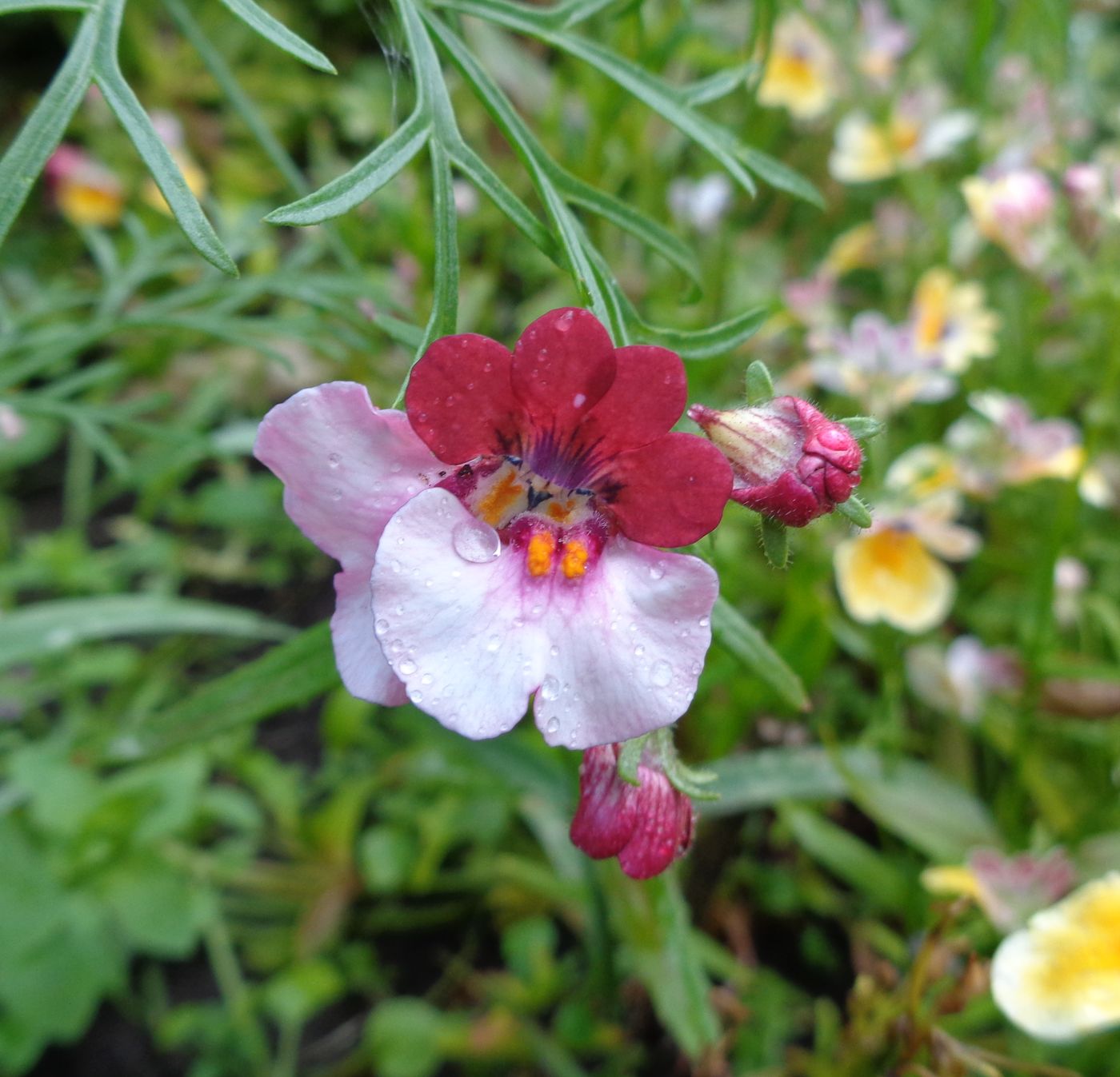 Image of Nemesia strumosa specimen.