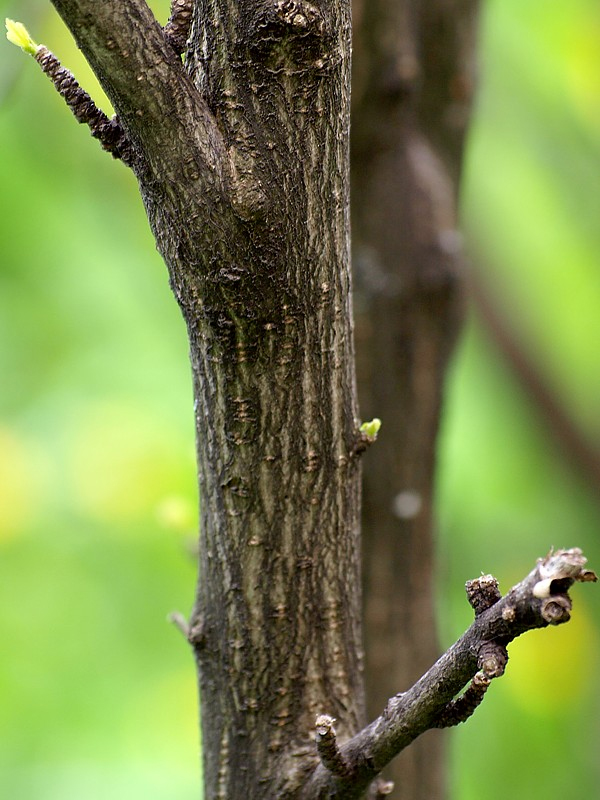 Image of Hibiscus syriacus specimen.