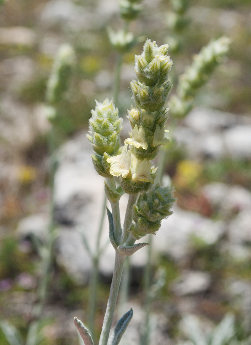 Image of Sideritis taurica specimen.