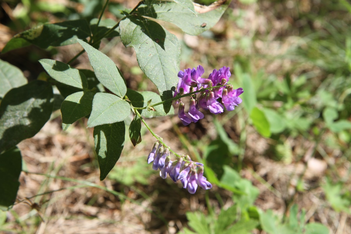 Image of Vicia unijuga specimen.