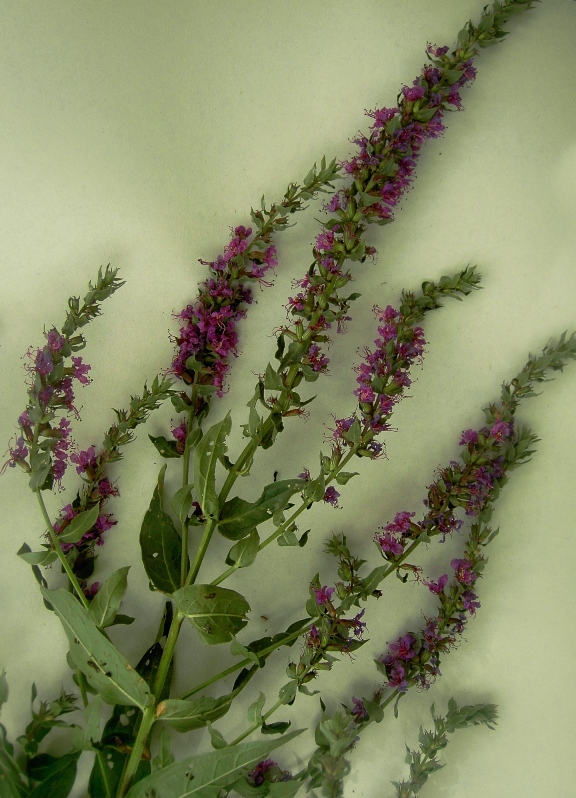 Image of Lythrum intermedium specimen.