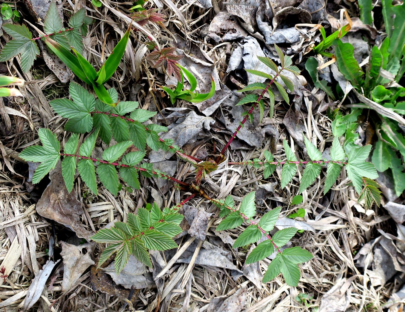 Image of Filipendula ulmaria specimen.