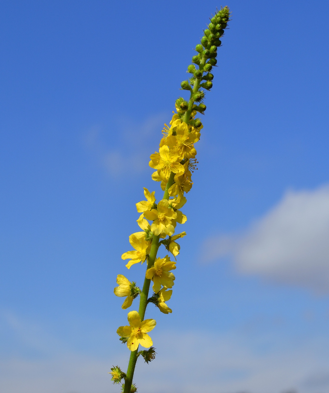 Изображение особи Agrimonia eupatoria.