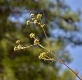 Смотреть изображение Eryngium thorifolium