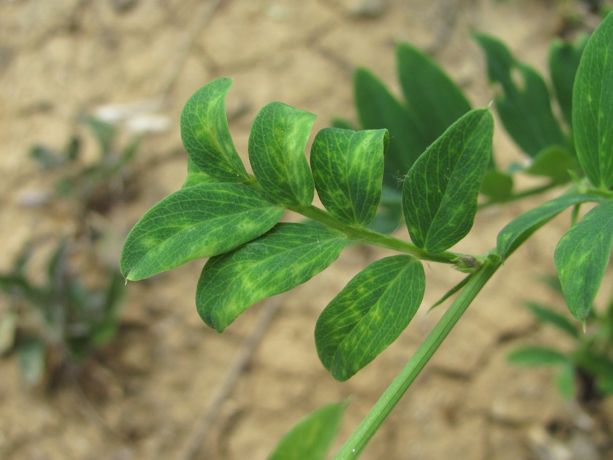 Image of Lathyrus niger specimen.