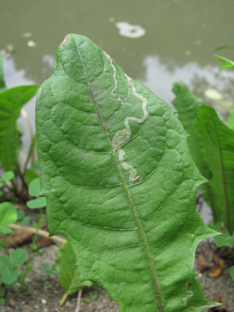 Image of Taraxacum officinale specimen.