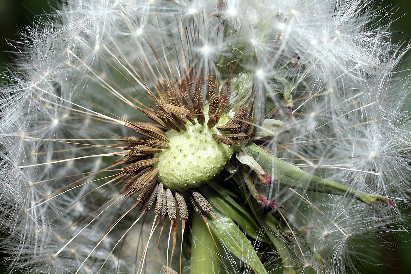 Изображение особи Taraxacum macrochlamydeum.