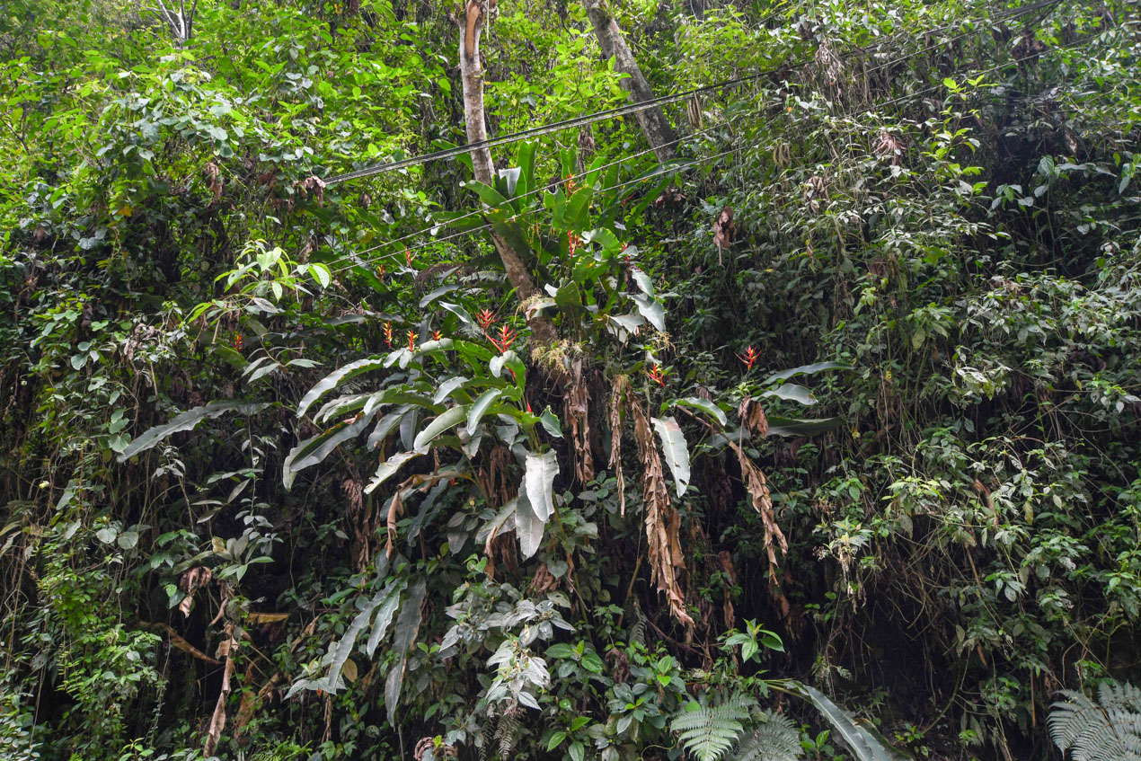 Image of Heliconia subulata specimen.