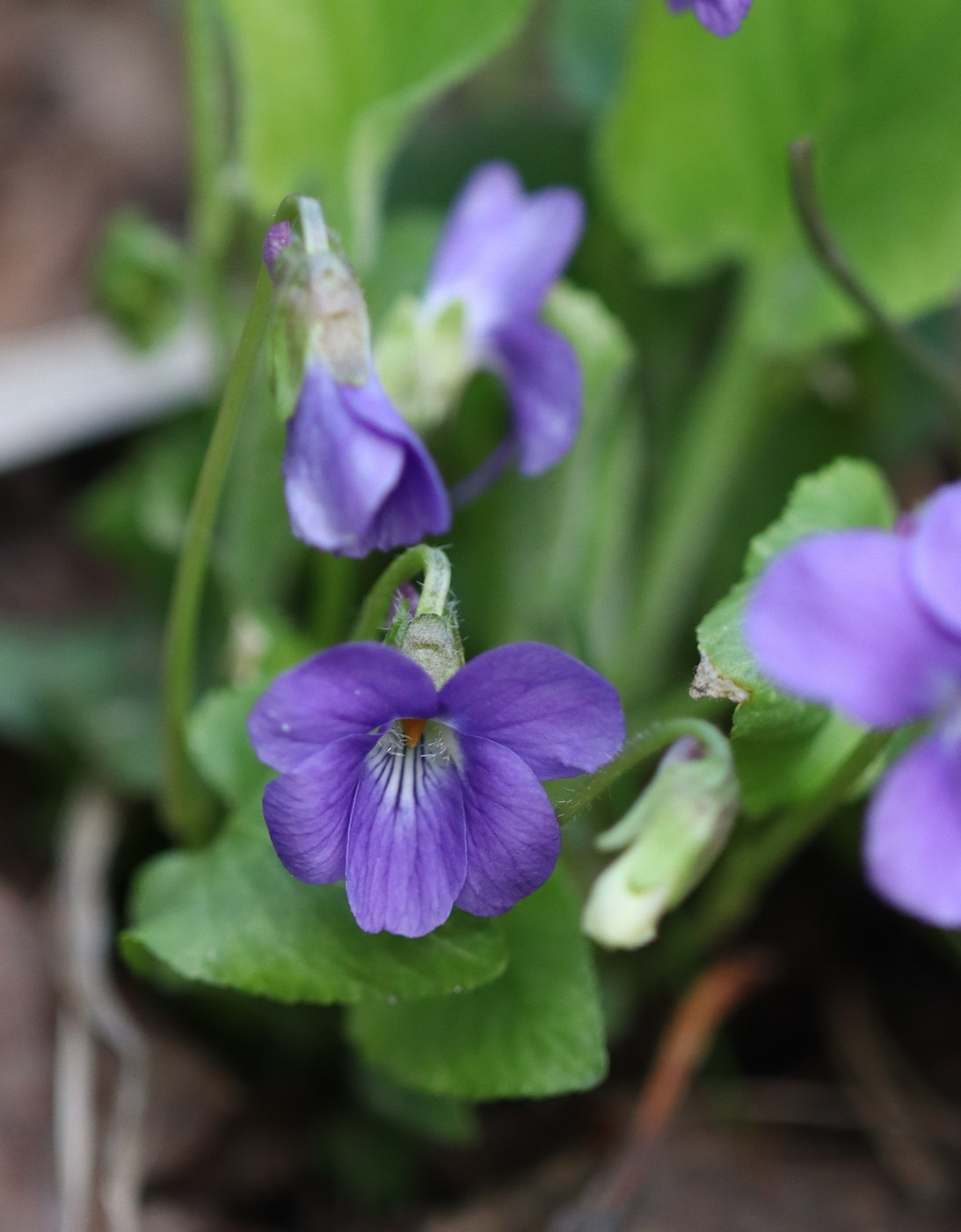 Изображение особи Viola hirta.