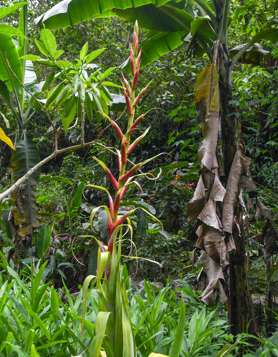 Изображение особи Tillandsia fendleri.