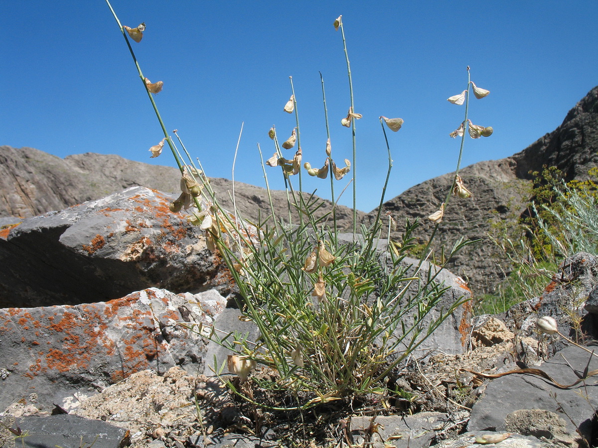 Image of Hedysarum karataviense specimen.