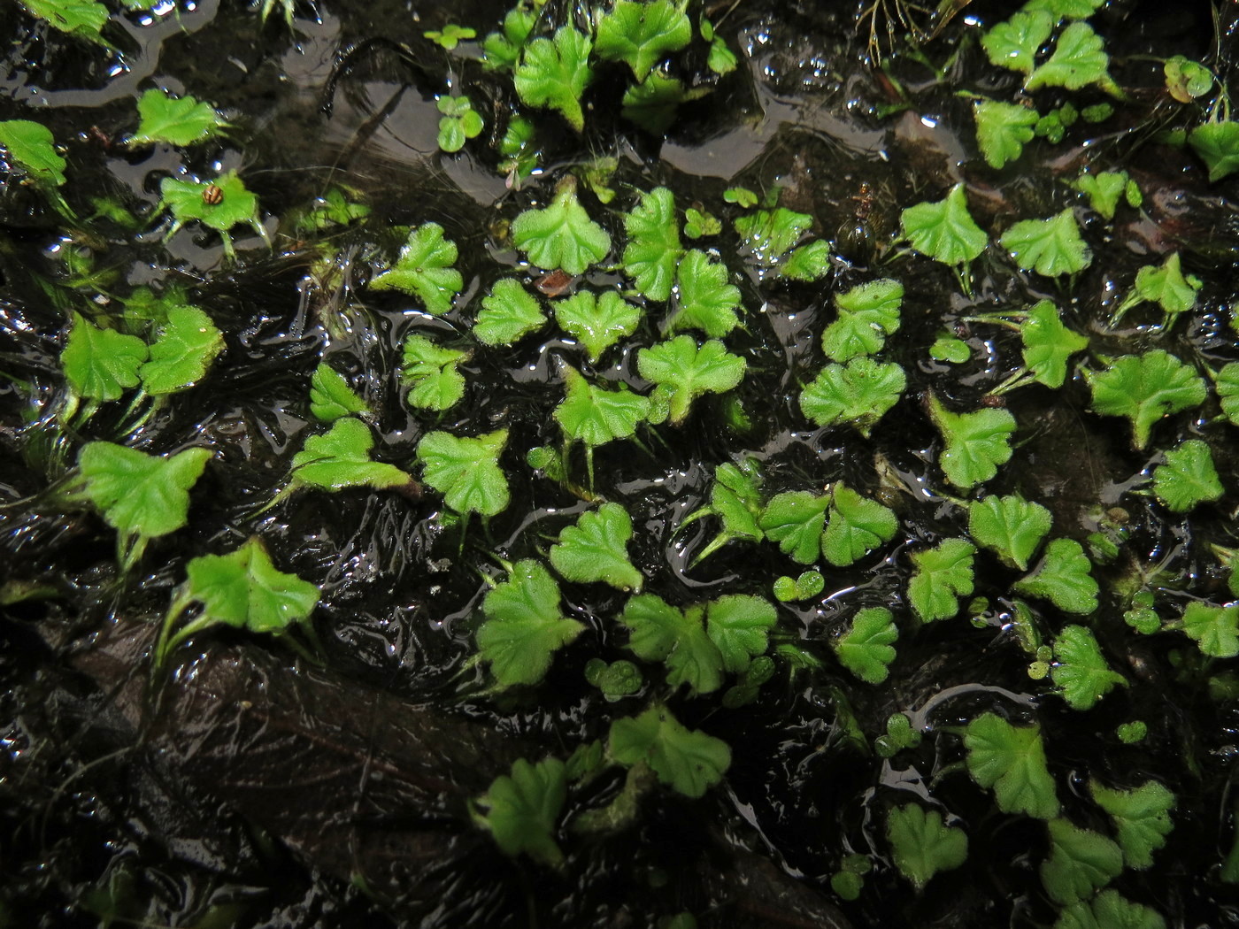 Image of Ricciocarpos natans specimen.