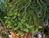 Cryptomeria japonica. Ветви с развивающимися микростробилами. Краснодарский край, г. Краснодар, парк \"Краснодар\". 15.10.2021.