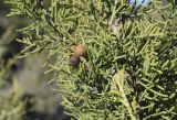 Juniperus phoenicea