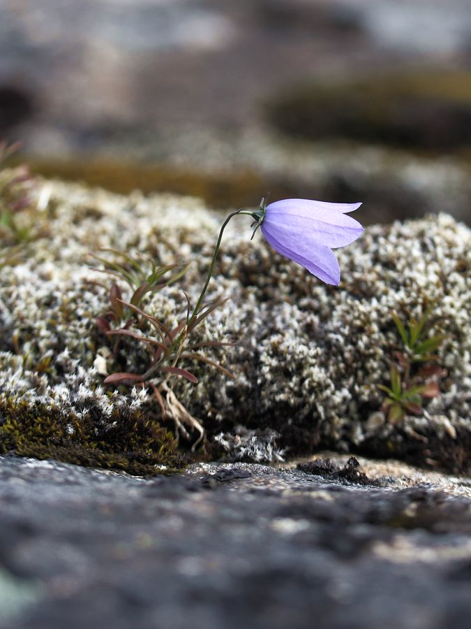 Изображение особи Campanula rotundifolia.