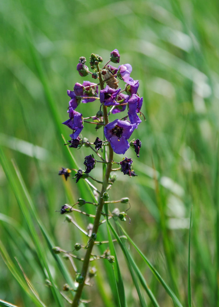 Изображение особи Verbascum phoeniceum.