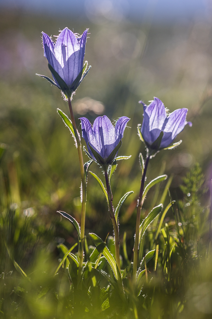 Image of Campanula ciliata specimen.