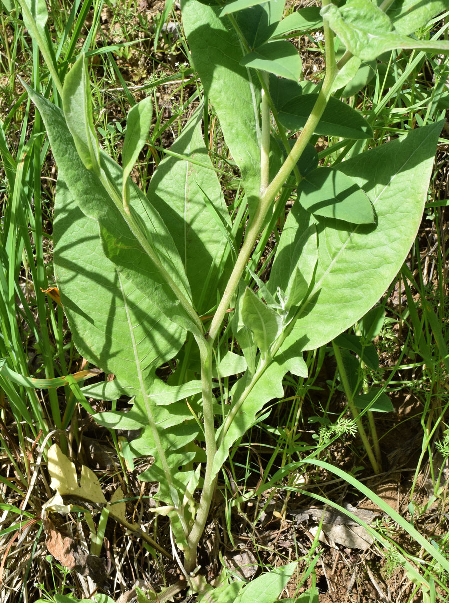 Image of Cousinia integrifolia specimen.