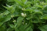 Lamium album