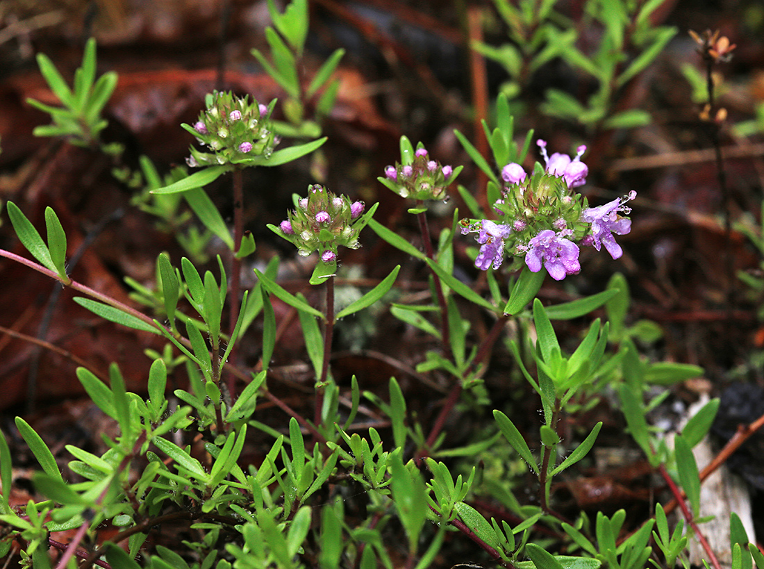 Изображение особи Thymus urussovii.