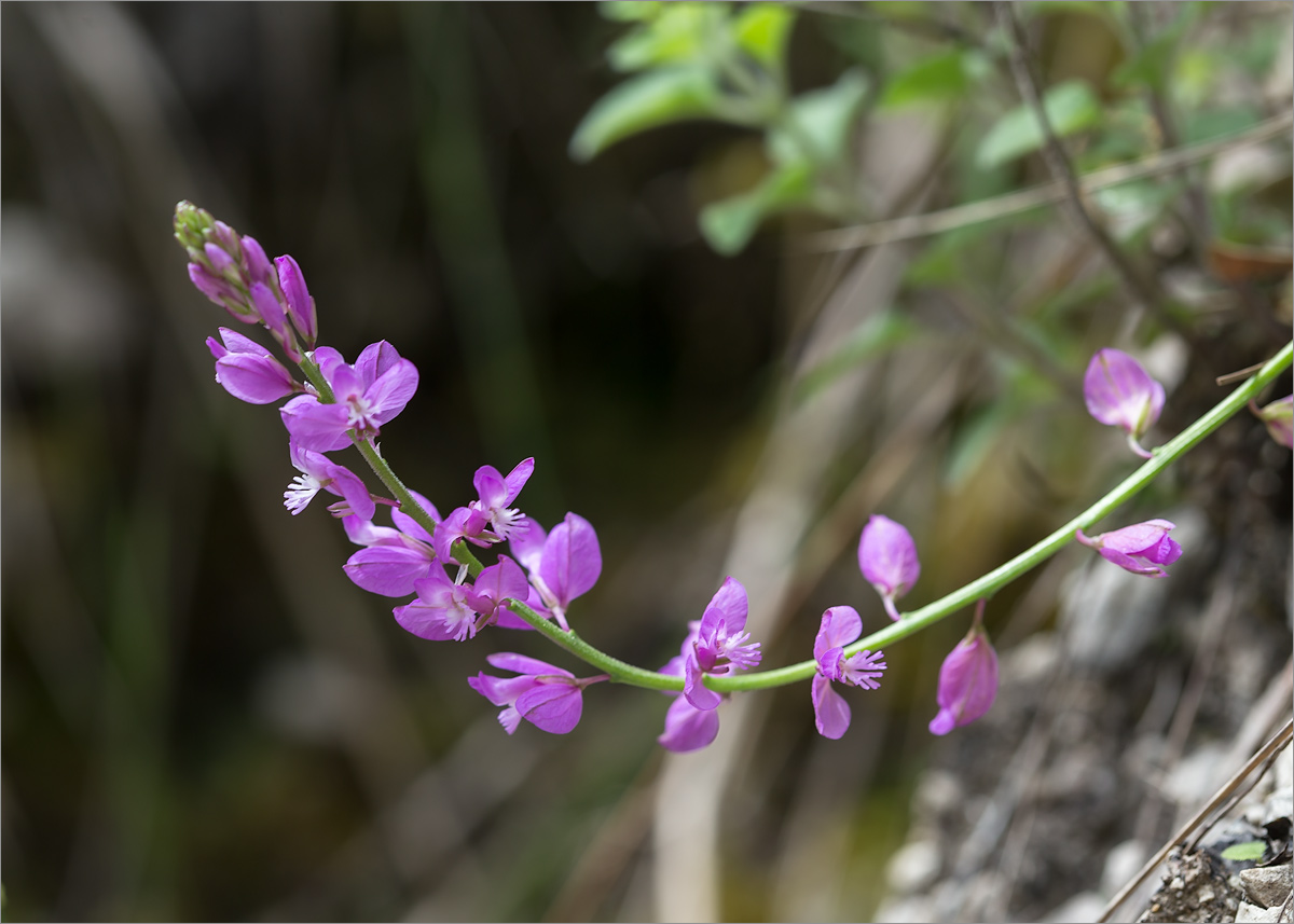 Image of Polygala caucasica specimen.