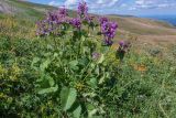 Смотреть изображение Betonica macrantha