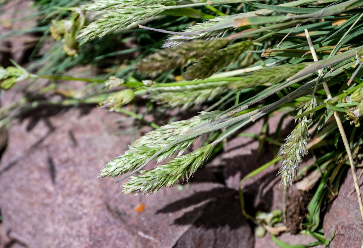 Image of Trisetum mongolicum specimen.