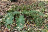 Dryopteris filix-mas. Вегетирующее растение. Москва, ландшафтный заказник \"Тропарёвский\", берёзовый лес. 16 октября 2022 г.