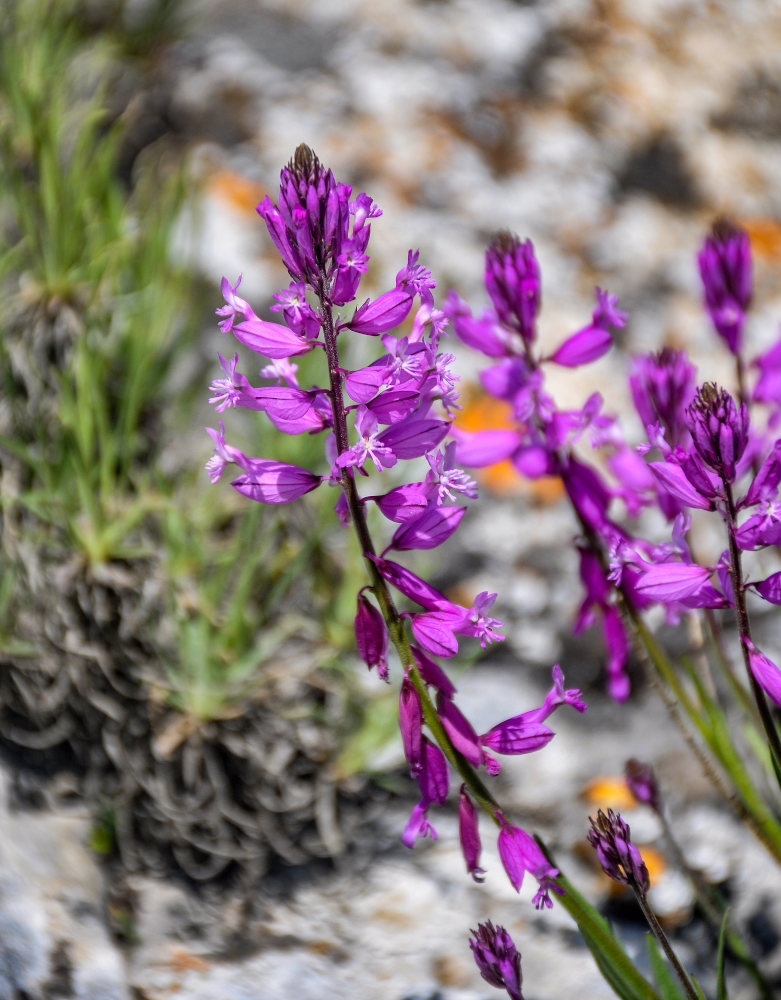 Image of genus Polygala specimen.