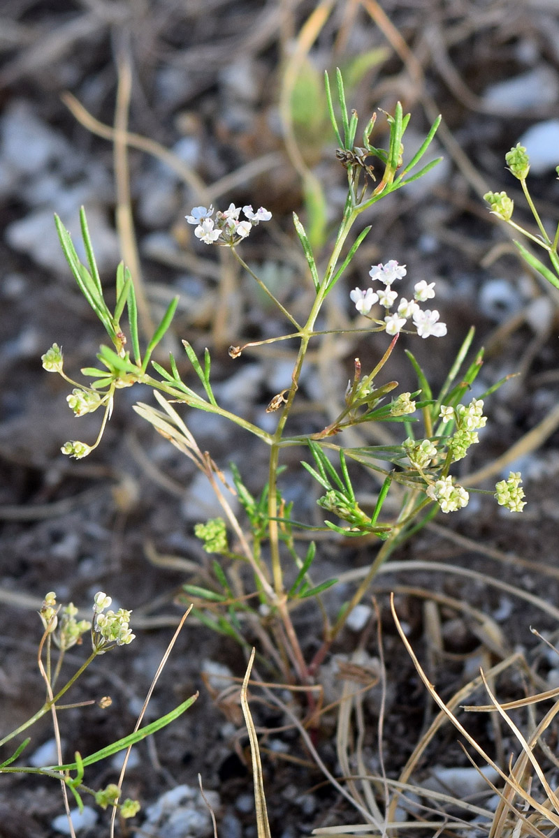 Изображение особи Aphanopleura capillifolia.