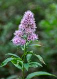 Spiraea salicifolia. Верхушка побега с соцветием. Приморье, Сихотэ-Алинский заповедник, бухта Удобная, мыс Северный, опушка дубового леса. 26.08.2015.