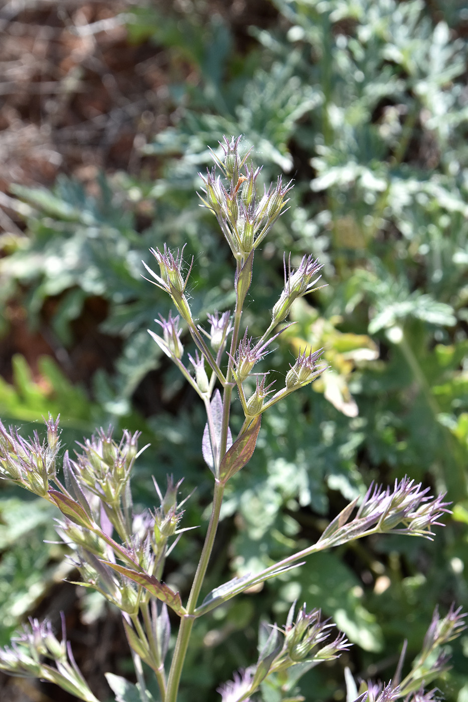 Изображение особи Nepeta ucranica.