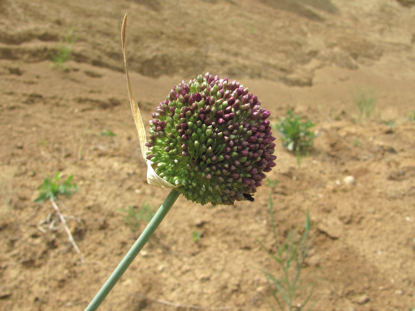 Image of Allium atroviolaceum specimen.