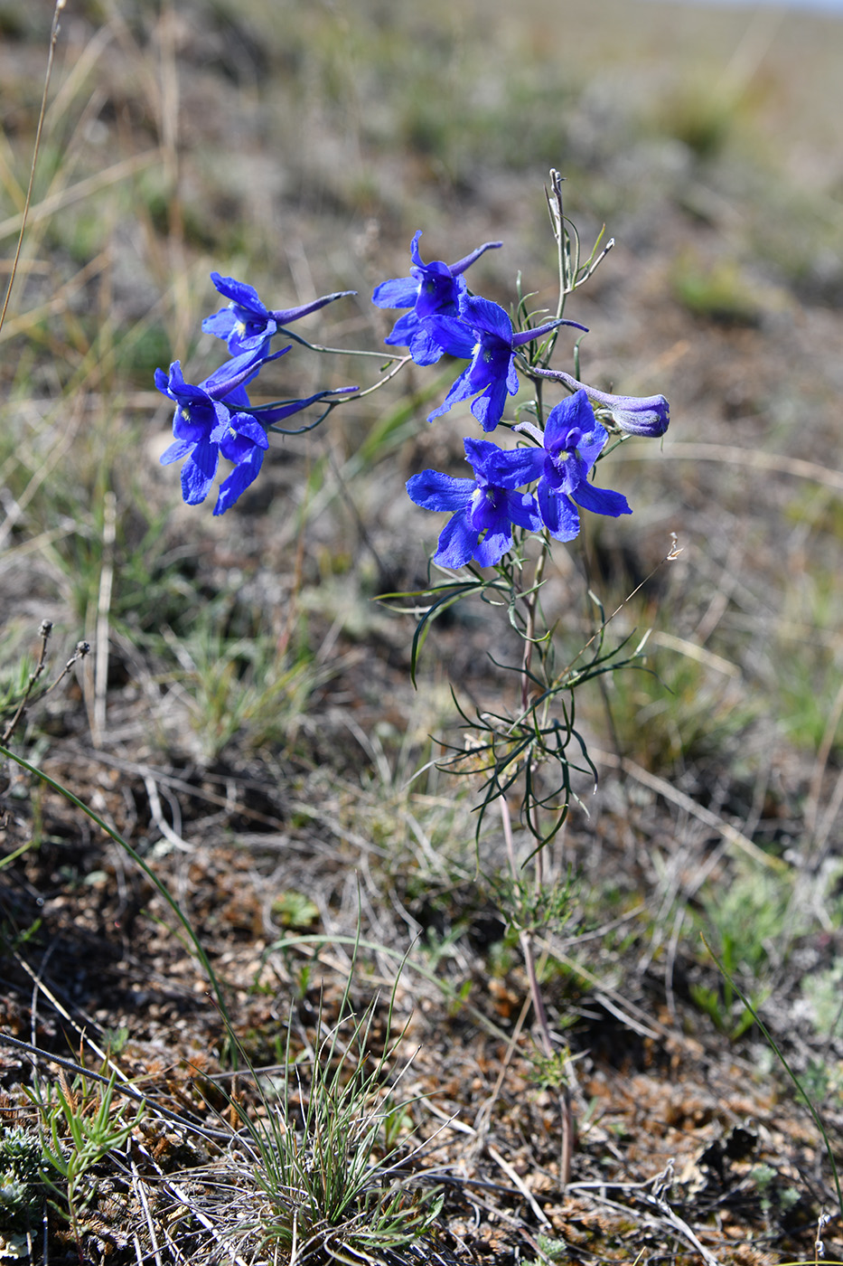 Image of Delphinium grandiflorum specimen.