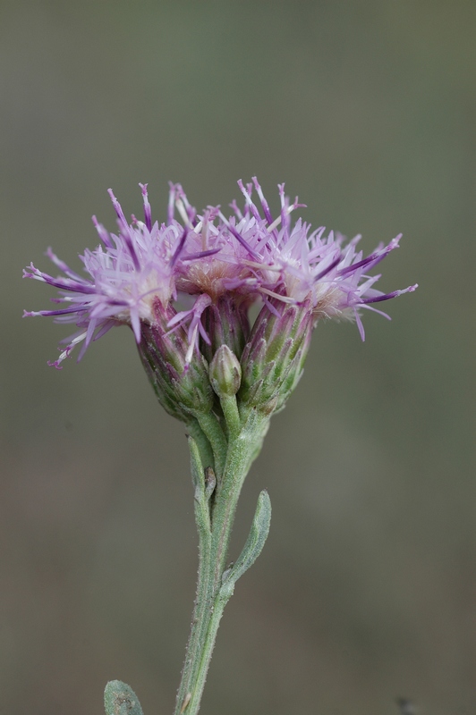 Image of Saussurea salsa specimen.