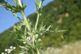 Cirsium ciliatum