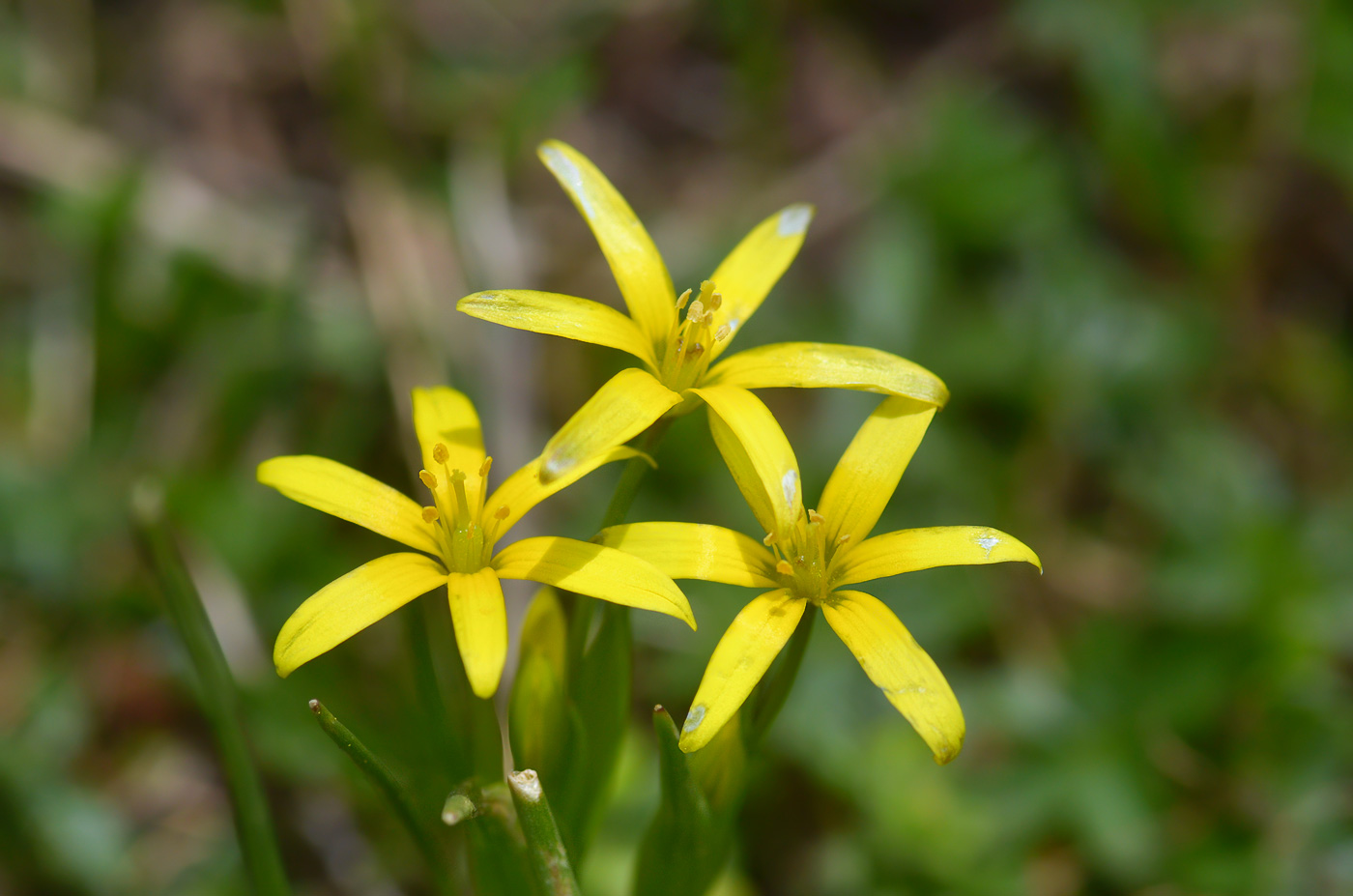 Image of Gagea liotardii specimen.