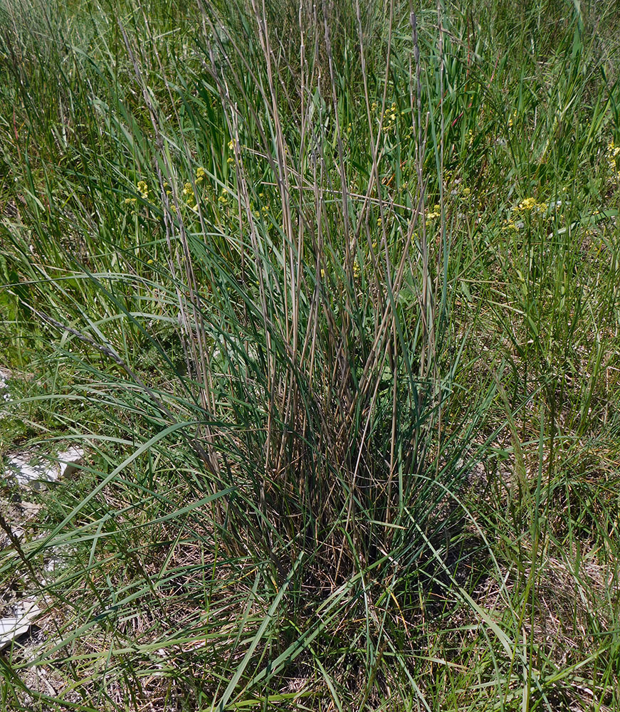 Image of Elytrigia obtusiflora specimen.