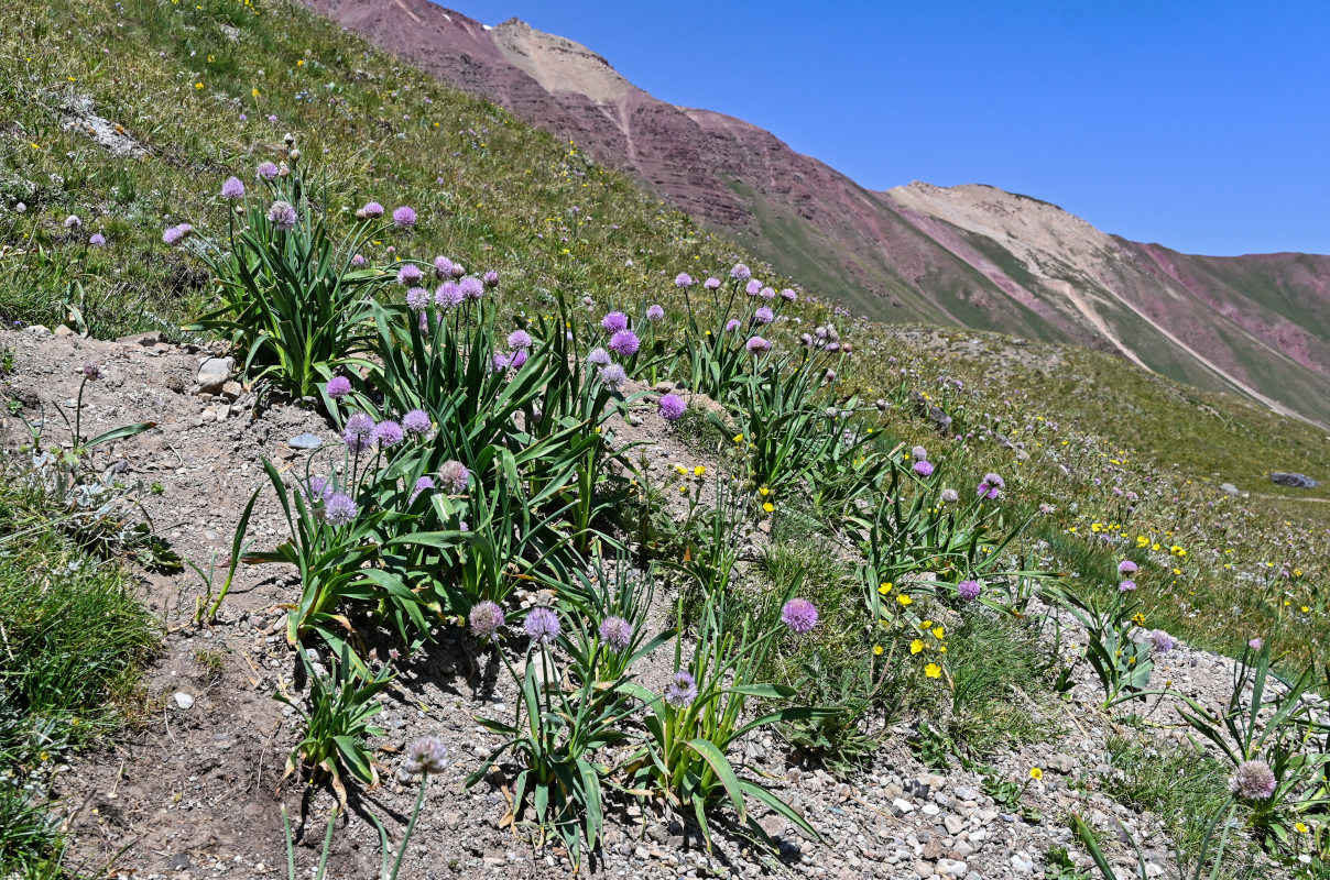 Image of Allium platyspathum specimen.