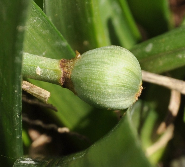 Изображение особи Sternbergia lutea.