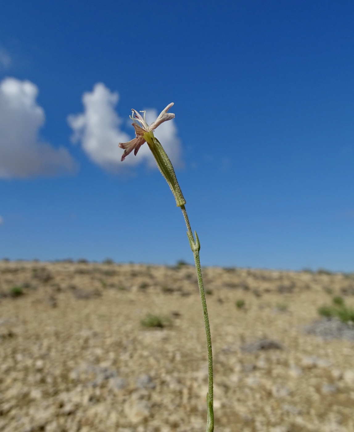 Изображение особи Silene fruticulosa.