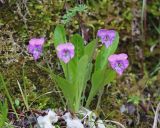 Смотреть изображение Viola gmeliniana